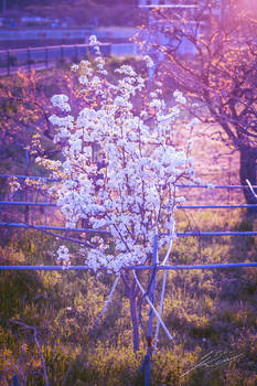 Cherry Blossom Tree in Kanagawa