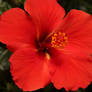 Red Hibiscus