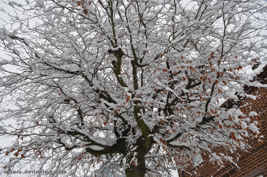 Under The Snow Tree 2