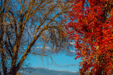 Stages of Fall