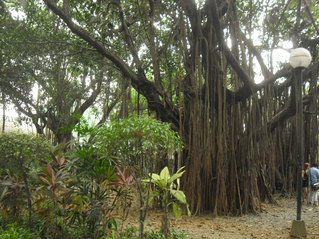 Baletet Tree Another Balete tree by e31 on DeviantArt