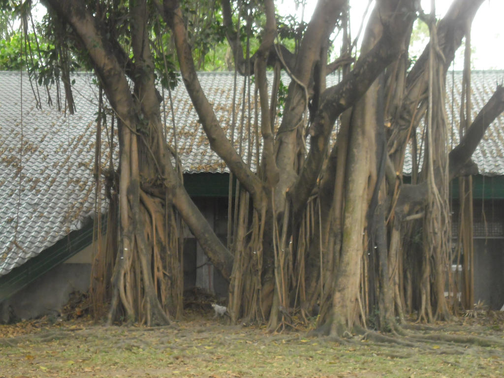 Balete tree by e31 on DeviantArt