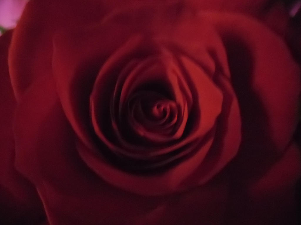 Red Rose