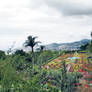 Botanical garden (Madeira)