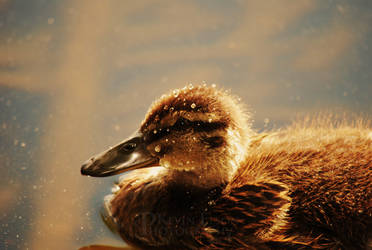 Duckling by bob6yt6