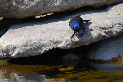 Common Grackle