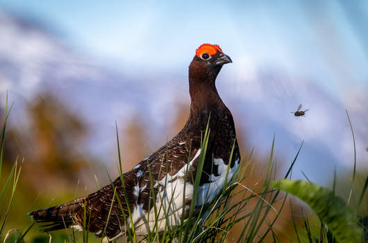 willow ptarmigan in the midnight sun