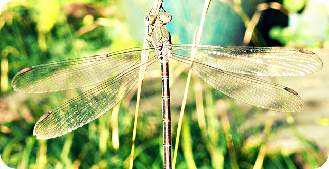 .:Dragonfly.: