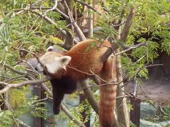 Red Panda