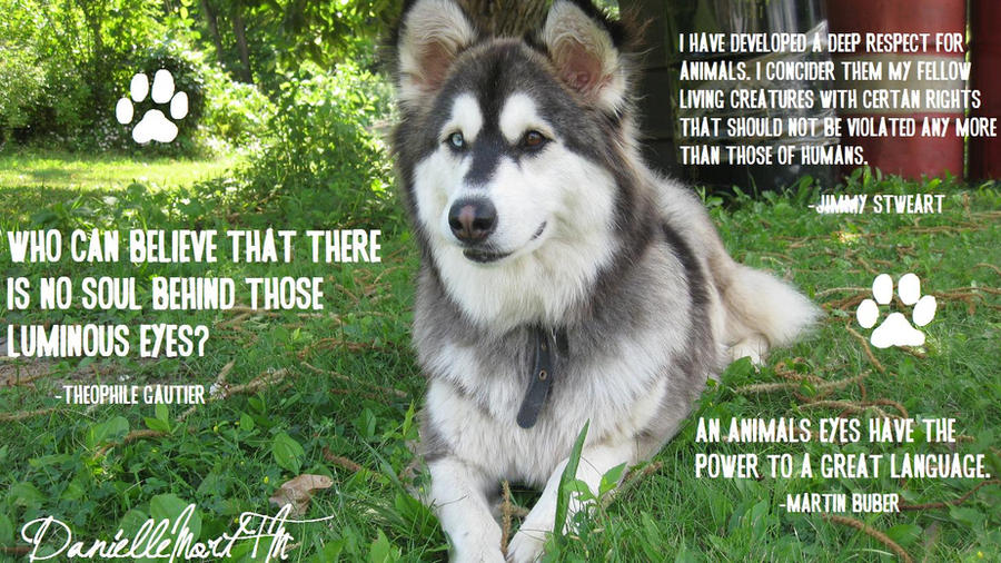 Anti-Animal Cruelty Poster by bellybuttxn on DeviantArt