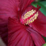 Hibiscus Flower I