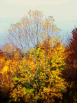 Shades of Autumn XVII by MadGardens
