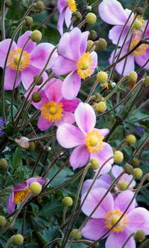 Sea of Anemone