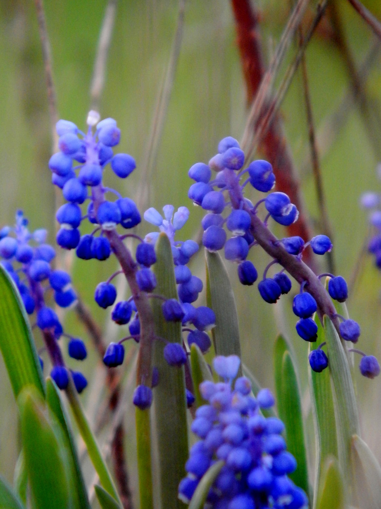 Grape Hyacinth