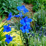 Larkspur 1