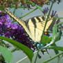 Butterfly Garden 2021 32