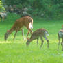 Backyard Deer 10