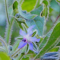 My Abstract Nature 2021, Blue Star Closeup