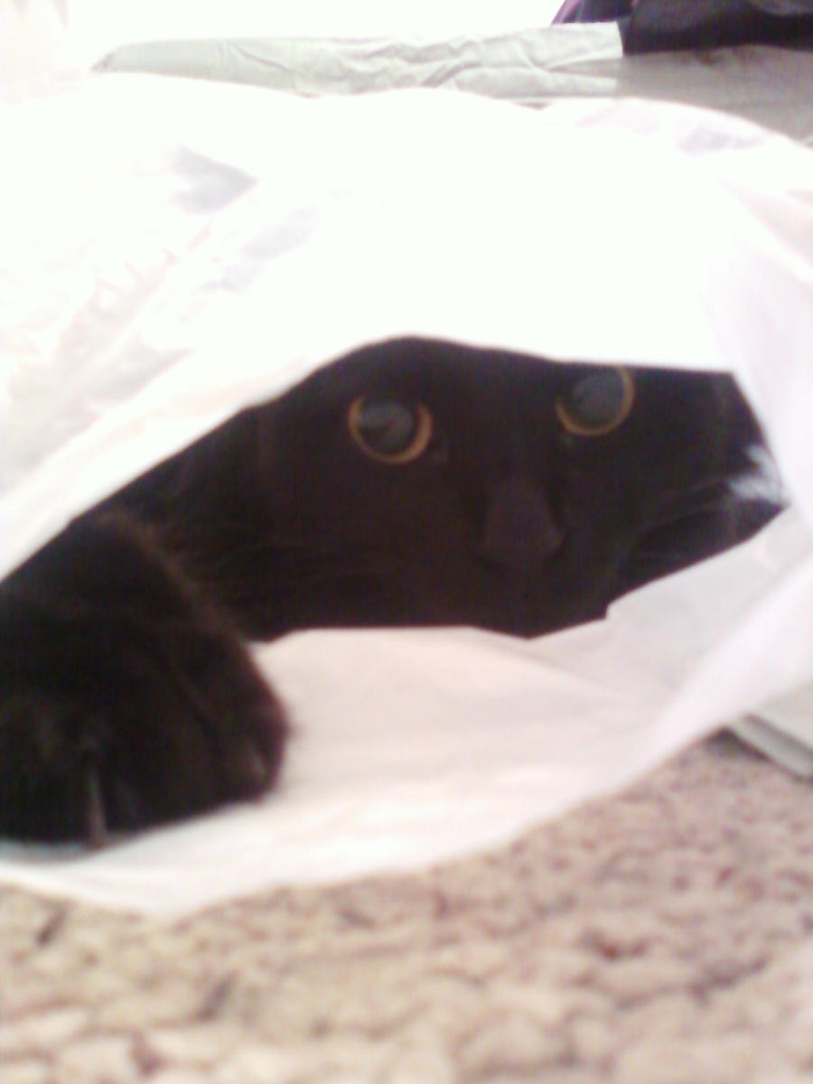 Bag cat