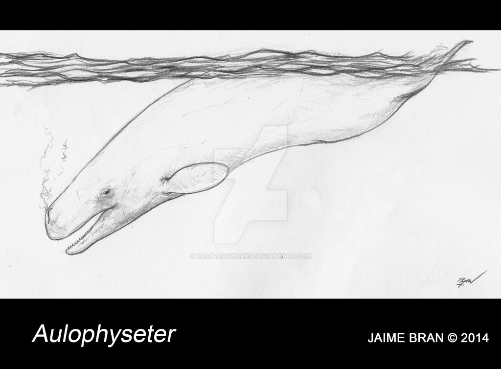 Aulophyseter by Bran-Artworks on DeviantArt