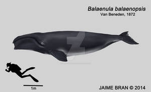 Balaenula balaenopsis