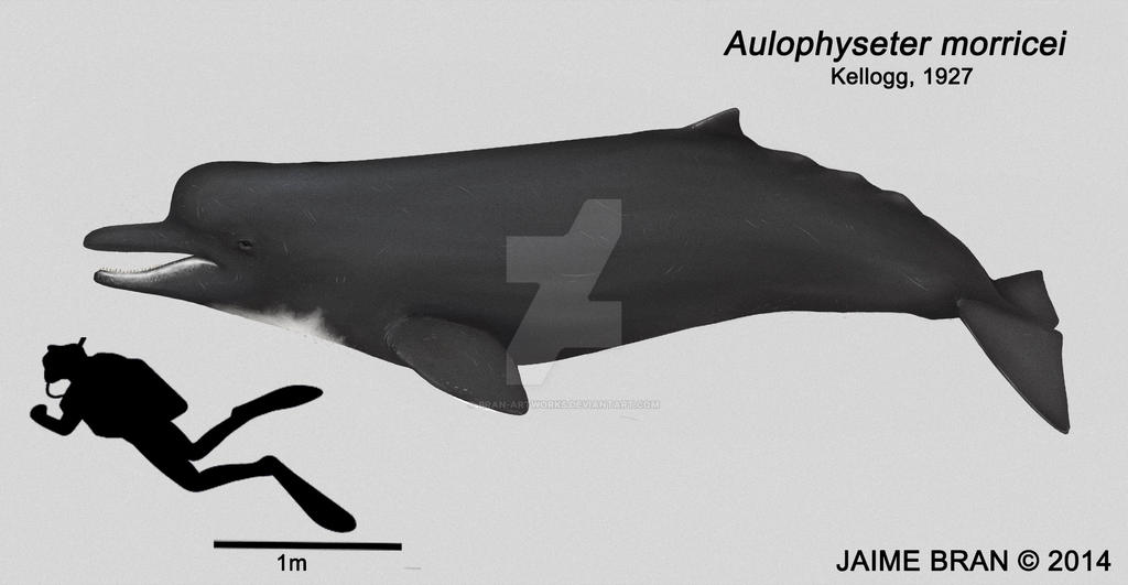 Aulophyseter morricei by Bran-Artworks on DeviantArt