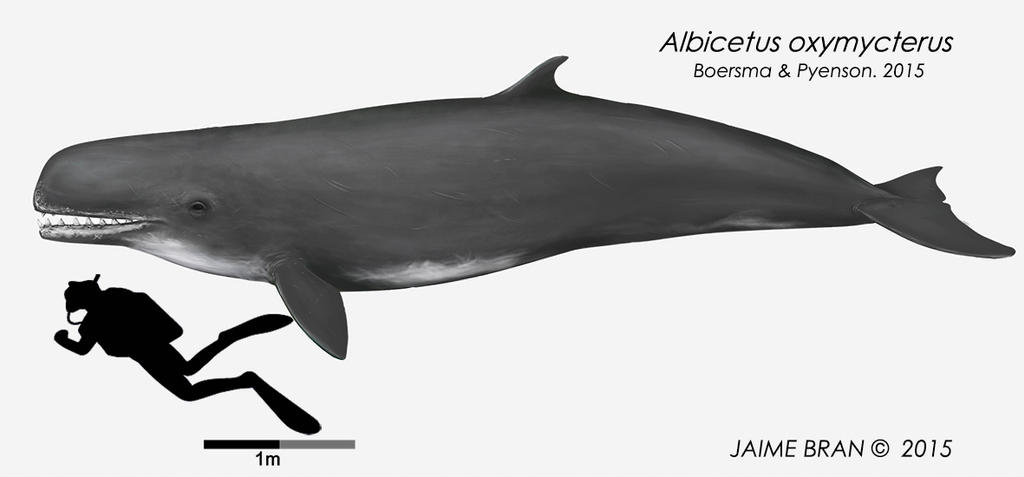 Albicetus oxymycterus by Bran-Artworks