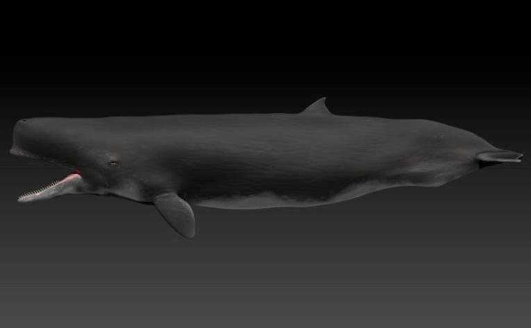 Aulophyseter 3d model by Bran-Artworks on DeviantArt