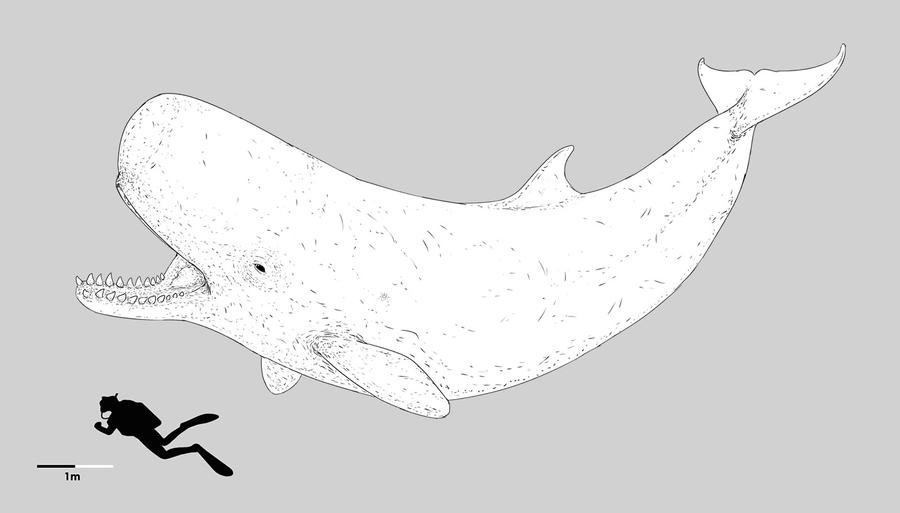 Beumaris Giant Spermwhale by Bran-Artworks