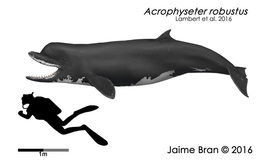Acrophyseter robustus by Bran-Artworks