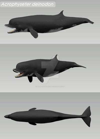 Acrophyseter deinodon 3d model by Bran-Artworks on DeviantArt