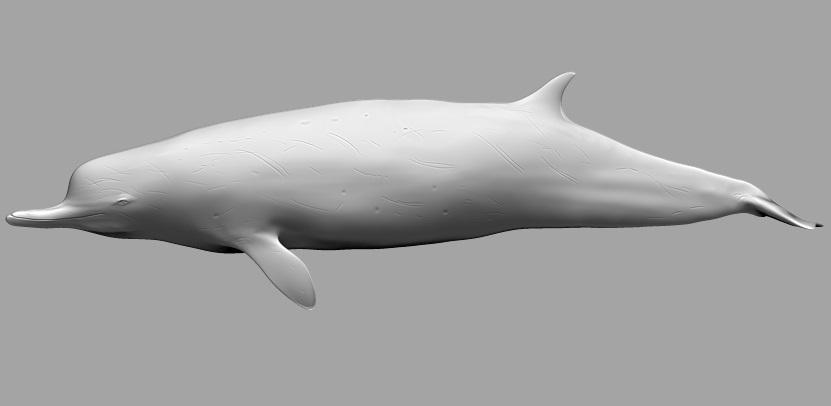 Chavinziphius maxillocristatus by BranArtworks on DeviantArt