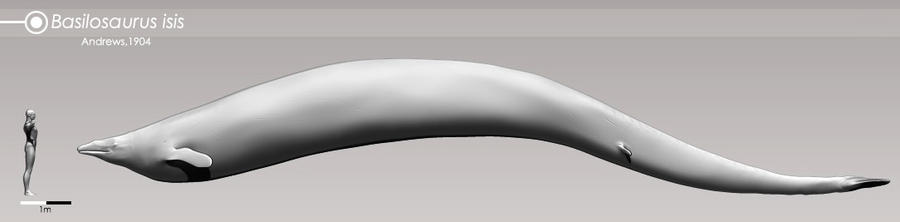 Basilosaurus Deviantart Basilosaurus study by Bran-Artworks on DeviantArt