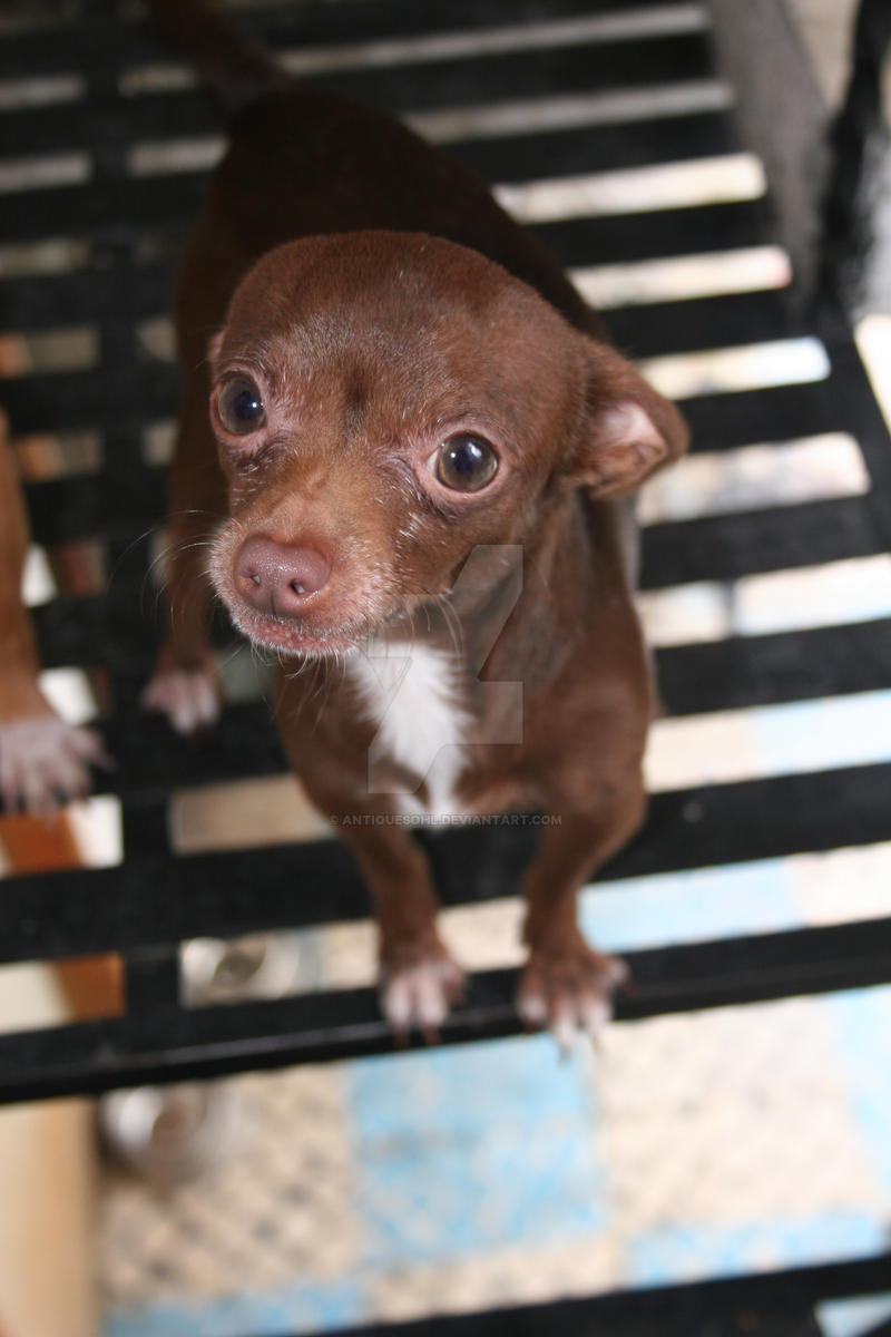 Rito the chocolate chiwawa by antiquesohl on DeviantArt