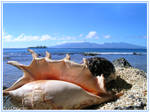 Sea Shells By The Sea Shore by ariiDreamer