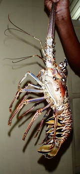 Tobago lobster (Dede)