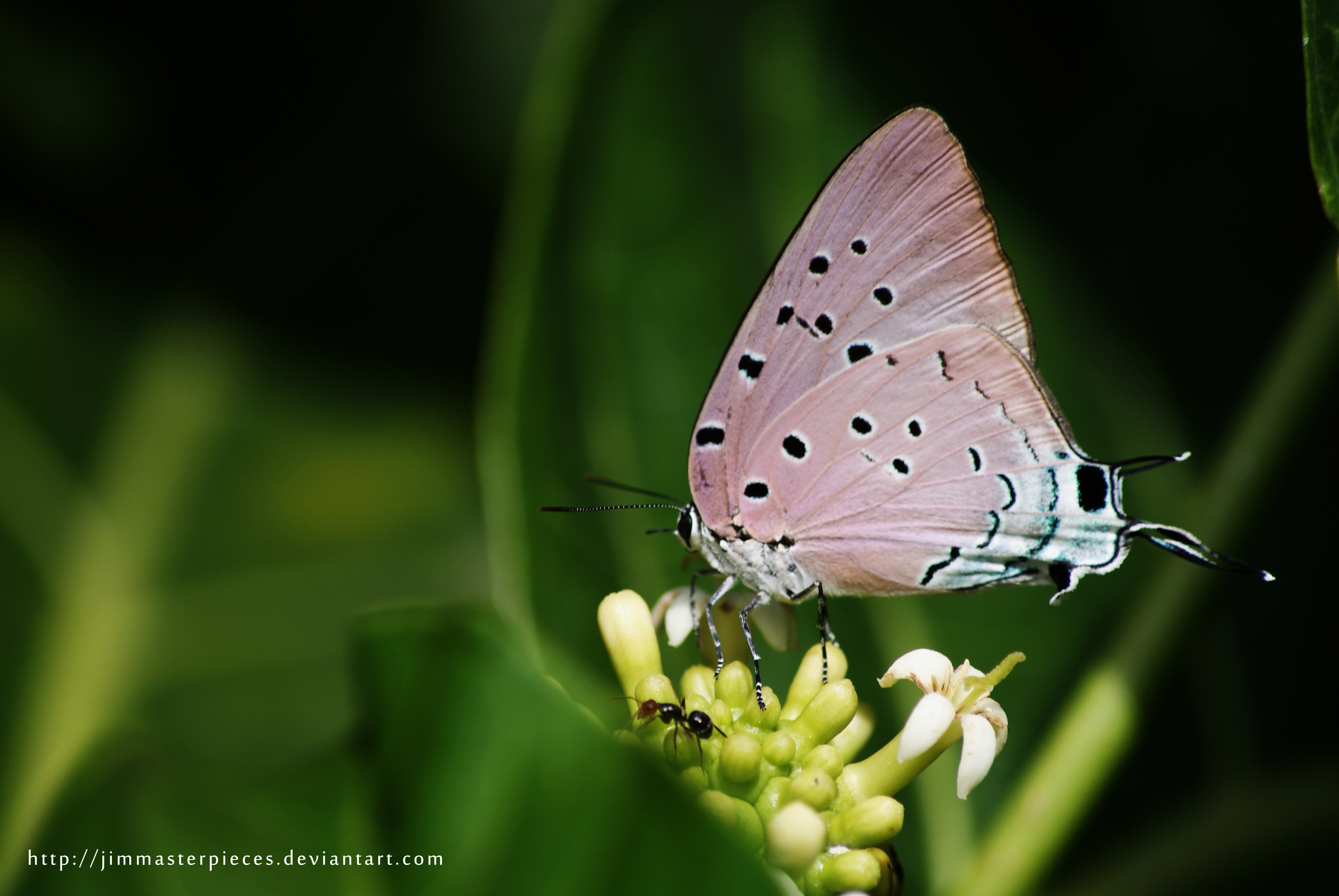 Satyrium butterfly