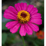 Zinnia elegans is my name!