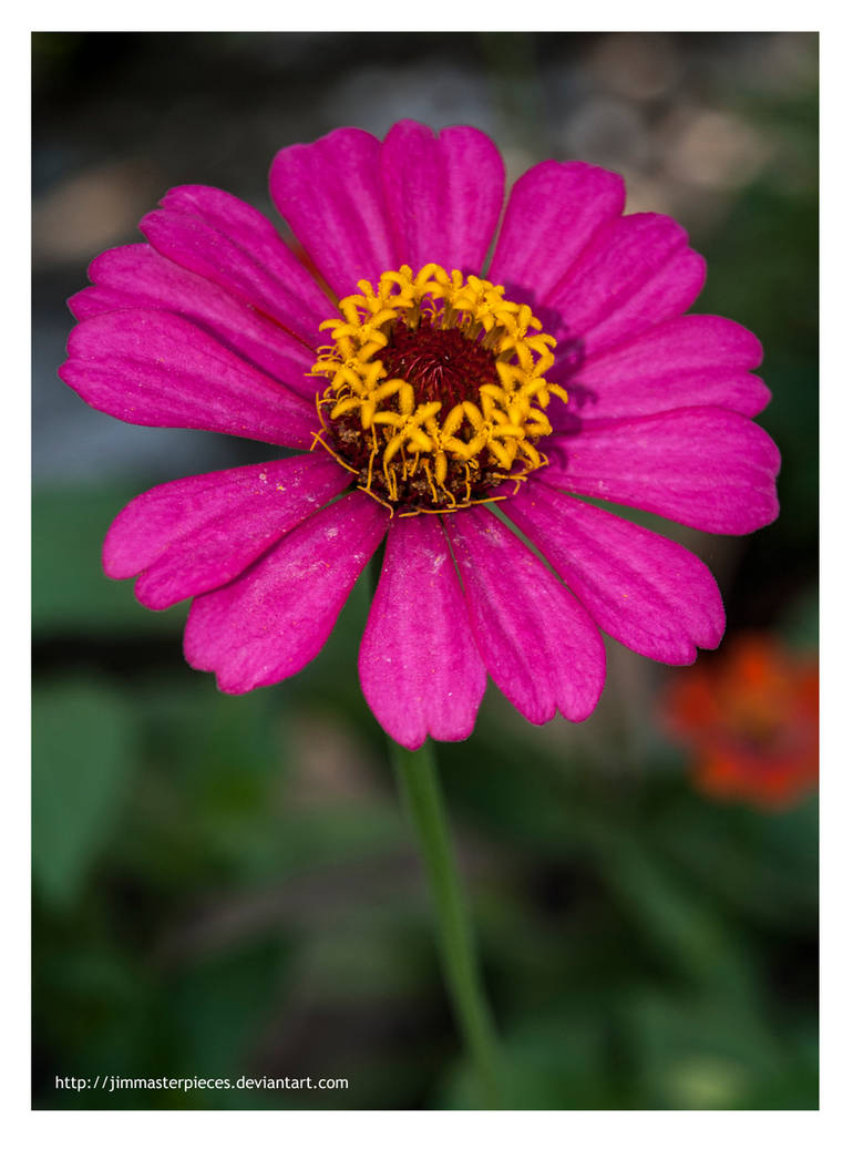 Zinnia elegans is my name! by Jimmasterpieces