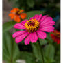 Zinnia elegans pink!