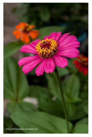 Zinnia elegans pink! by Jimmasterpieces