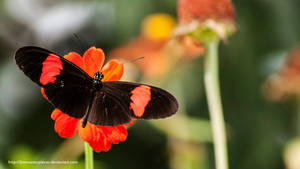 Postman Butterfly Heliconius melpomene by Jimmasterpieces