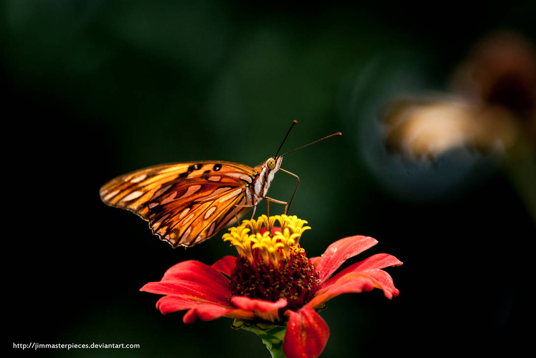 Agraulis vanillae butterfly by Jimmasterpieces