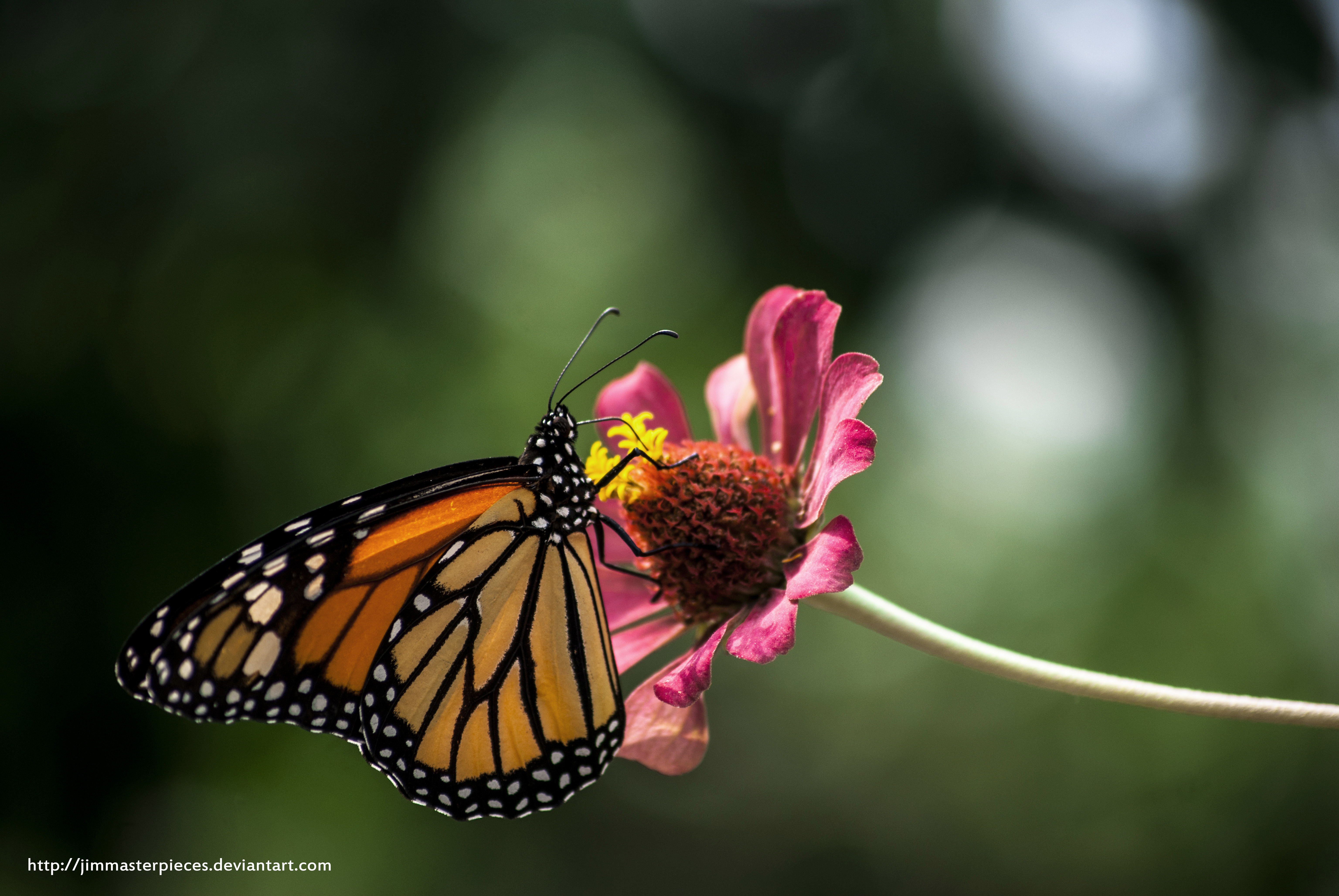 mariposa monarca Danaus plexippus