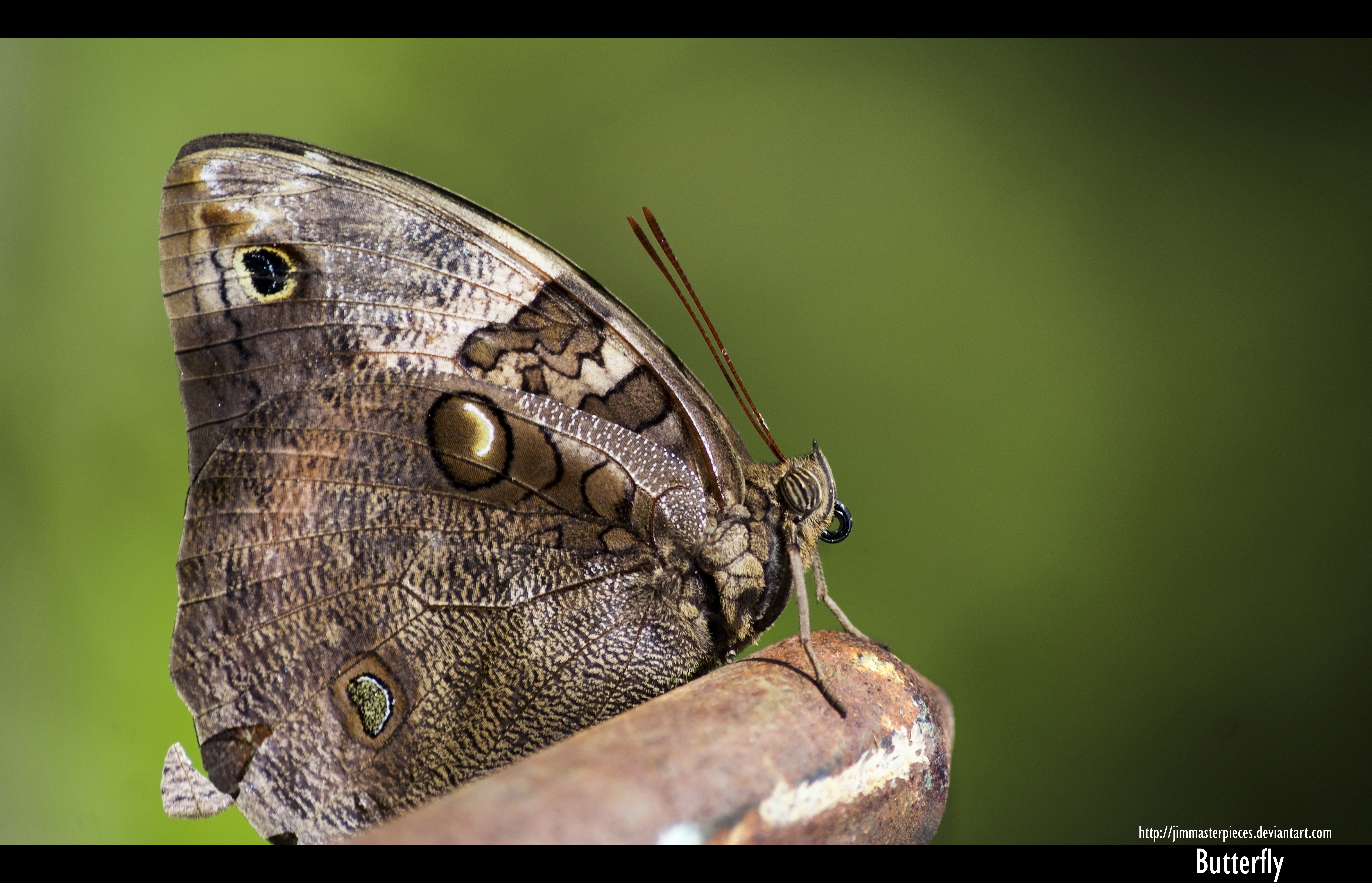 Caligo Eurilochus