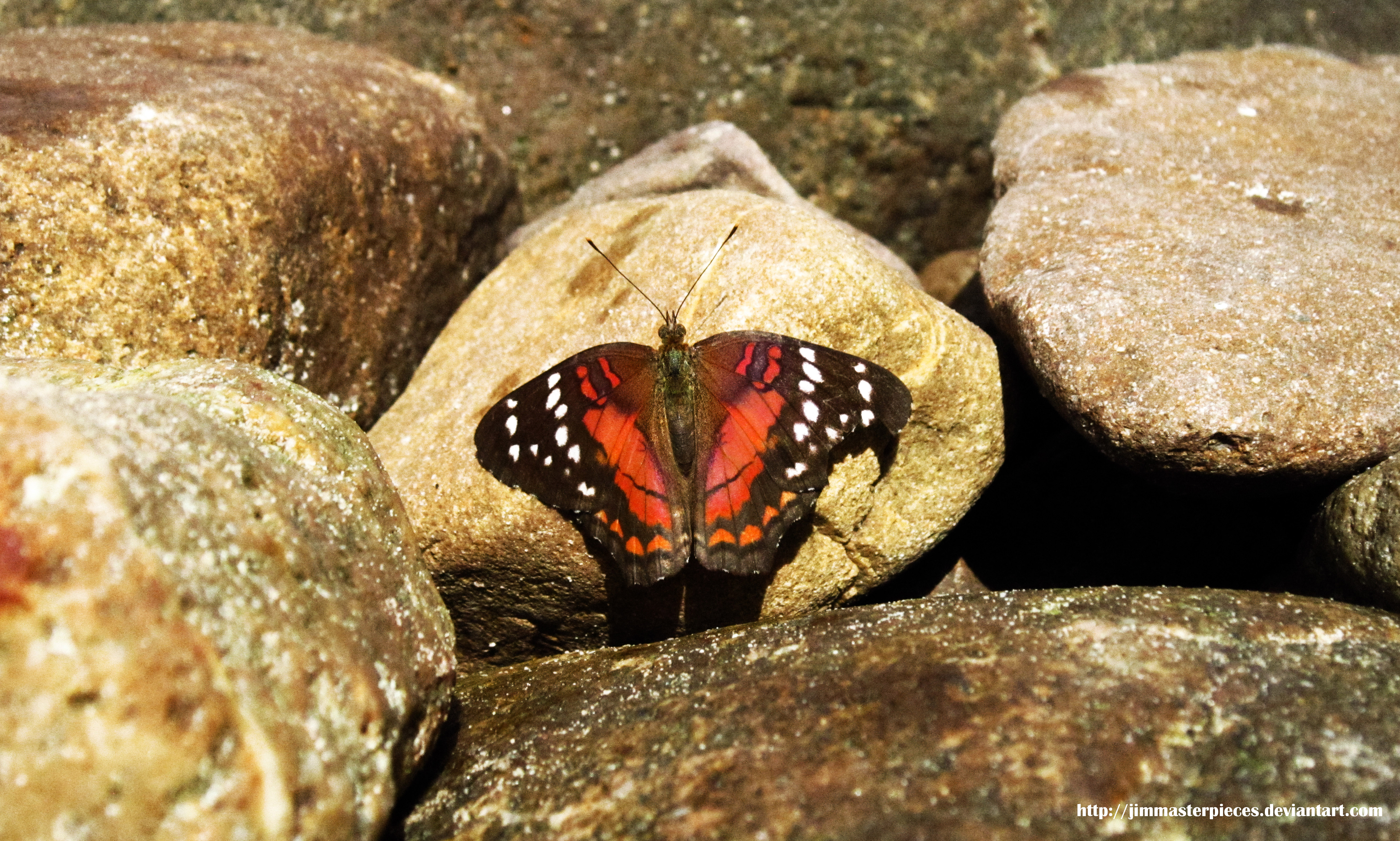 Scarlet Peacock   Anartia amathea