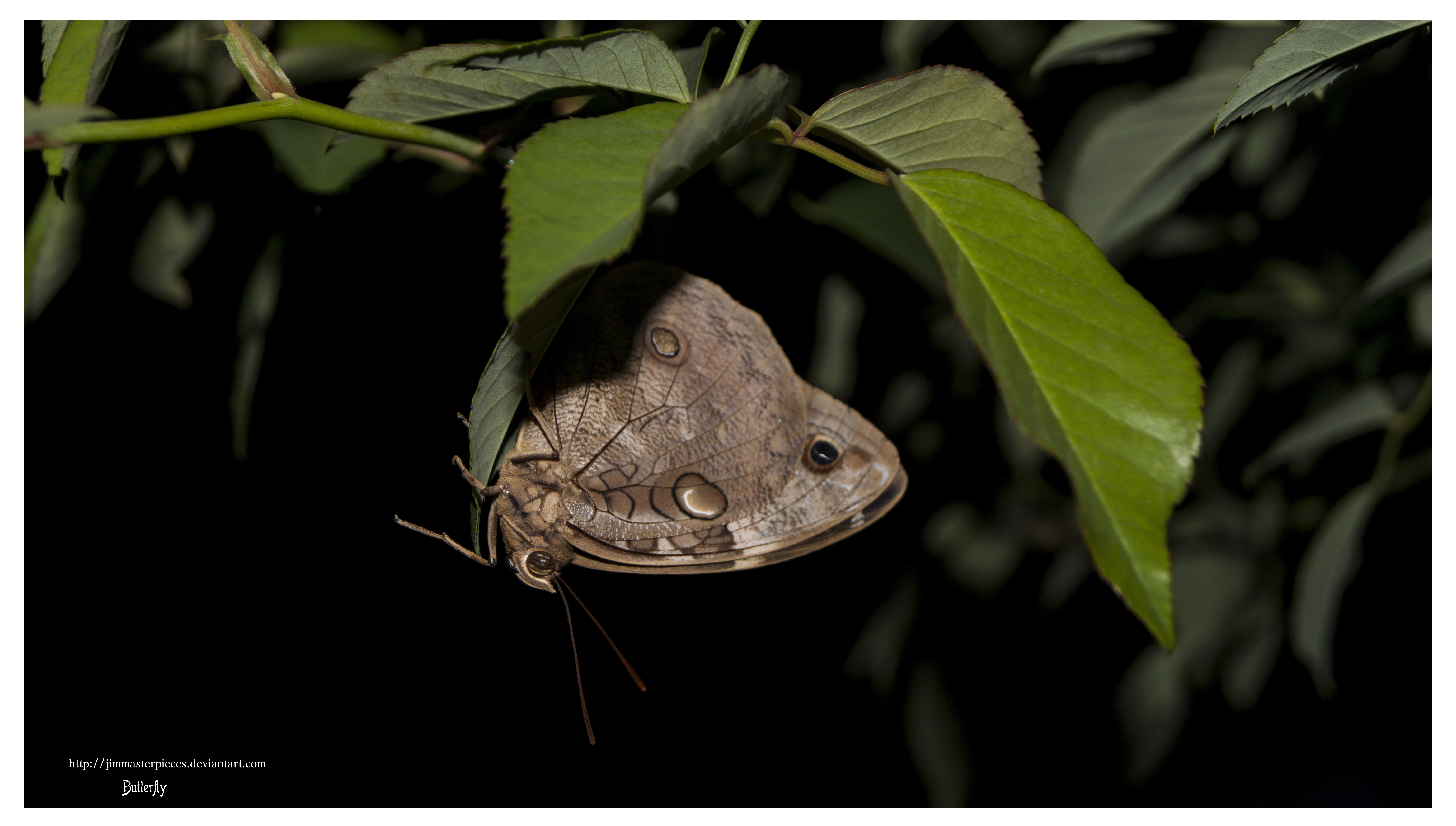 Mariposa Caligo Eurilochus