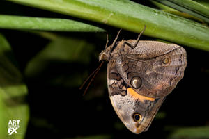 mariposas buho Caligo Eurilochus by Jimmasterpieces