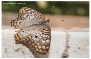 The White Peacock  Anartia jatrophae by Jimmasterpieces