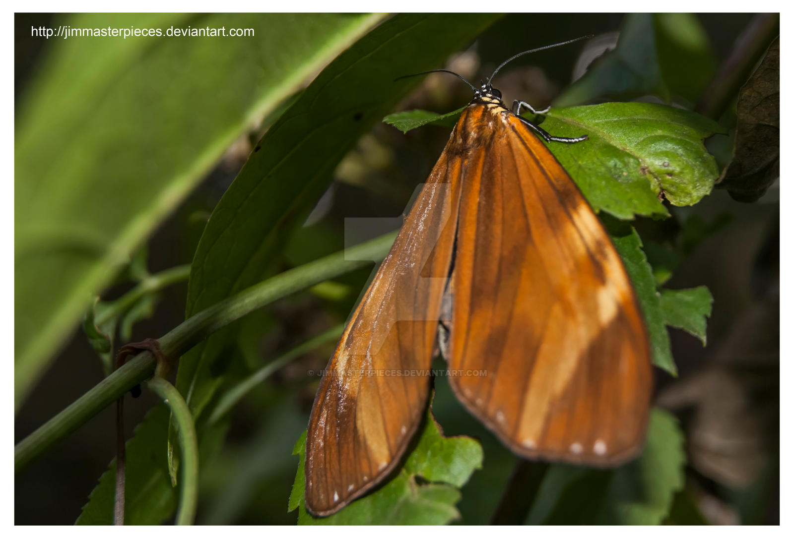 butterfly